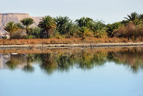 Oáza Farafra Sahaře Jezero Poušti Egypt — Stock fotografie