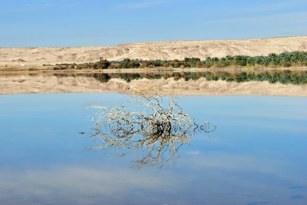 Farafra Oasis Sahara Lake Desert Egypt — Stock Photo, Image