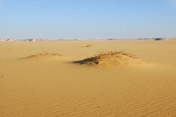 Sahara Wüste Schöne Landschaft Der Nähe Dakhla Oase Ägypten Morgenlicht — Stockfoto