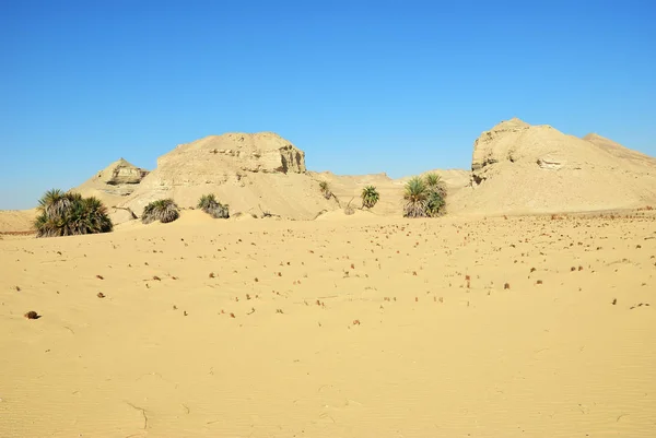 Sahara Desert Palm Trees Sand Western Desert Ain Maqfi Ain — Stock Photo, Image