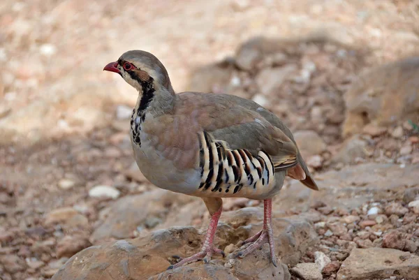 A perdiz-de-rocha (Alectoris graeca) aves — Fotografia de Stock