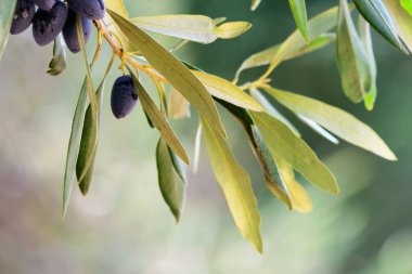 Taze zeytin dalı ve bokeh ışıklar, Yunanistan, Kalamata yaz zeytin arka plan