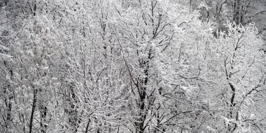 Doğal arka plan. Kış orman. Ağaçlar yukarıda gösterilen kar ile kaplı. Rusya