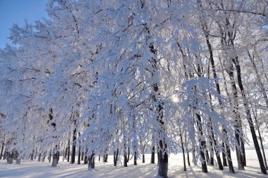 Kış manzarası, harikalar kış orman parlak sabah güneşi karşı. Karlı kış sahne. Kış orman, donmuş ağaçlar örtmek güneşli kış günü, uzun Don ile yerde gölgeler. Rusya