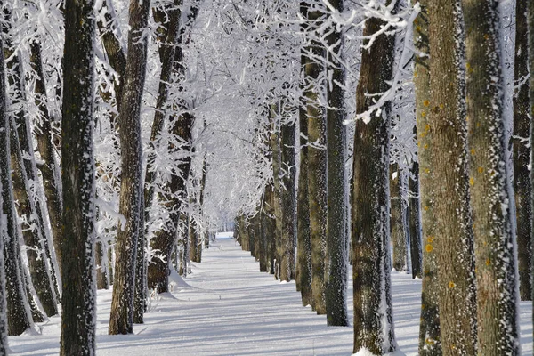 Paisagem Inverno Floresta Inverno Das Maravilhas Com Nevasca Sobre Bosque — Fotografia de Stock
