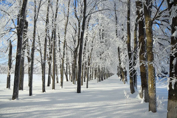 Winterlandschaft Mit Fallendem Schnee Wunderland Winterwald Mit Schneefall Über Winterhain — Stockfoto