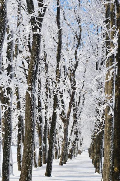 Зимний Пейзаж Падающим Снегом Страна Чудес Зимний Лес Снегопадом Над — стоковое фото