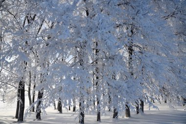 Yağan kar, ağaçlar örtmek mavi gökyüzünün karşı frost ile güneşli gün, Rusya donmuş kış ormanı