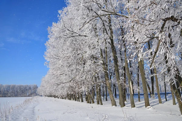 Winter Forest Falling Snow Frozen Trees Coverd Frost Blue Sky — Stock Photo, Image
