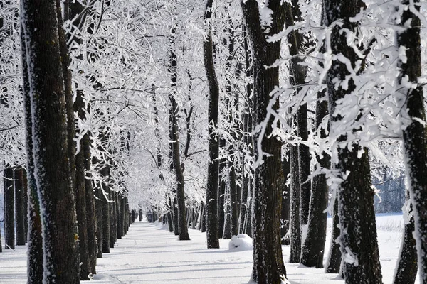 Forêt Hiver Avec Neige Tombante Arbres Gelés Couverts Gel Par — Photo