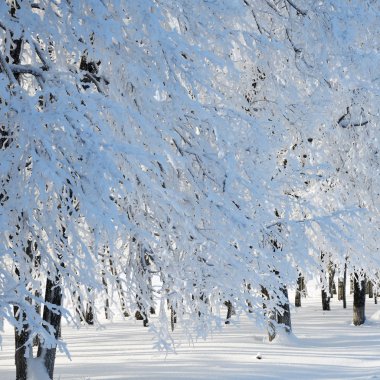 Güneşli bir günde, Rusya frost ile kaplı ağaçlar donmuş yağan kar kış ormanı