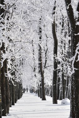 Güneşli bir günde, Rusya frost ile kaplı ağaçlar donmuş yağan kar kış ormanı