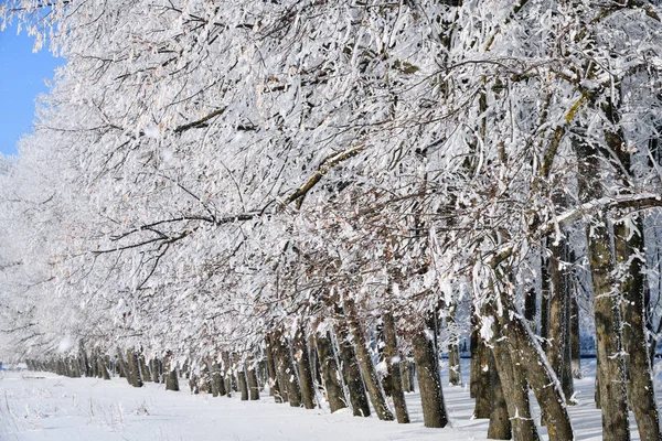 Zima Las Padającego Śniegu Zamrożone Drzewa Pokryte Szronem Przeciwko Blue — Zdjęcie stockowe