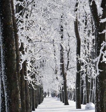 Kış orman yağan kar, ağaçlar donmuş ile frost ile kaplı güneşli gün, Rusya Federasyonu
