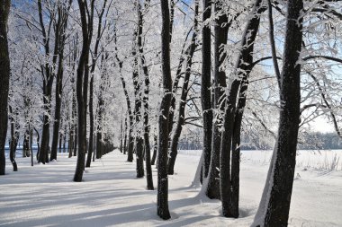 Yağan kar, ağaçlar donmuş kış ormanı ile mavi gökyüzünün karşı frost güneşli gün, Rusya kaplı.
