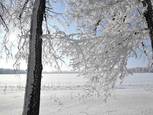 Bosque Invierno Árboles Congelados Cubiertos Heladas Día Soleado Rusia — Foto de Stock