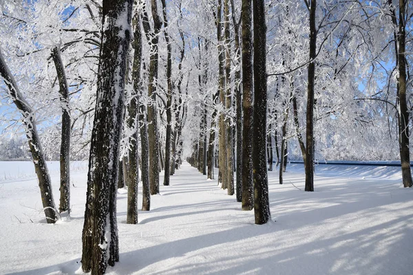 Floresta Inverno Com Neve Caindo Árvores Congeladas Cobertas Geada Contra — Fotografia de Stock