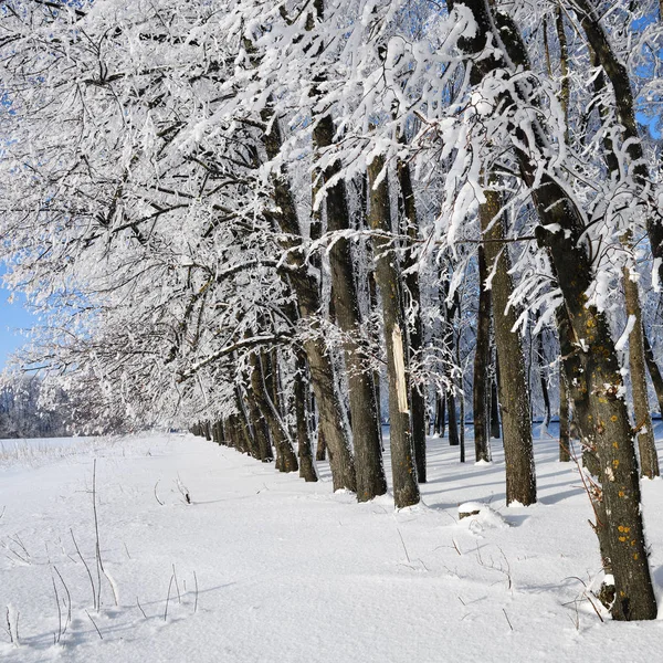 Winterwald Mit Fallendem Schnee Gefrorene Bäume Mit Frost Bedeckt Vor — Stockfoto