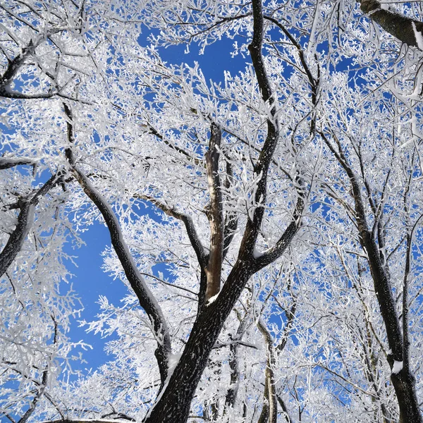 Bosque Invierno Con Nieve Que Cae Árboles Congelados Cubiertos Heladas —  Fotos de Stock