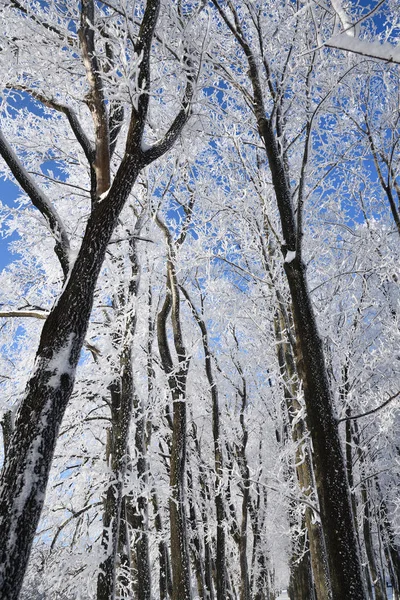 Bosque Invierno Con Nieve Que Cae Árboles Congelados Cubiertos Heladas — Foto de Stock