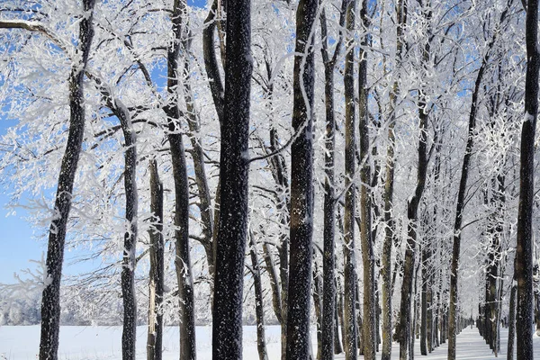 Foresta Invernale Con Neve Che Cade Alberi Ghiacciati Ricoperti Gelo — Foto Stock