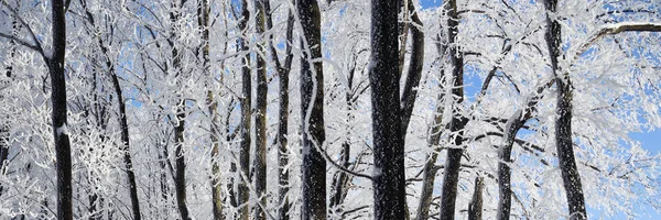 Winter Forest Met Dalende Sneeuw Bevroren Bomen Bedekt Met Vorst — Stockfoto