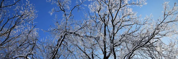 Zimní Les Padajícím Sněhem Zamrzlé Stromy Pokryté Mrazem Proti Modré — Stock fotografie