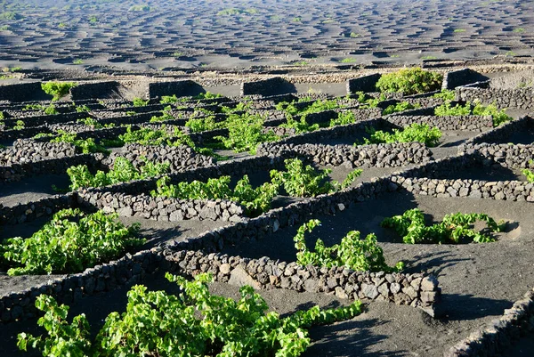 Vinhas Lanzarote, Espanha — Fotografia de Stock