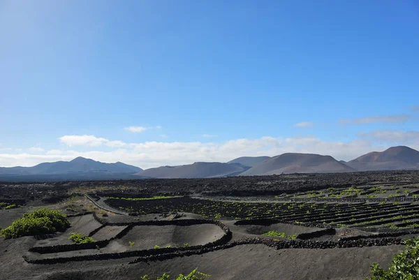 Αμπελώνες Lanzarote. Καναρίνι νησί. Ισπανία — Φωτογραφία Αρχείου