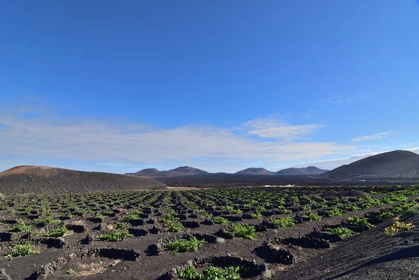Vigne di Lanzarote. Isola delle Canarie. Spagna — Foto Stock