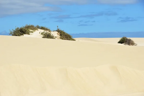 Corralejo dunes, Fuerteventura, Canary Islands — Stock Photo, Image