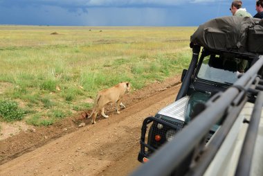 Afrika safarisi. Serengeti. Tanzanya