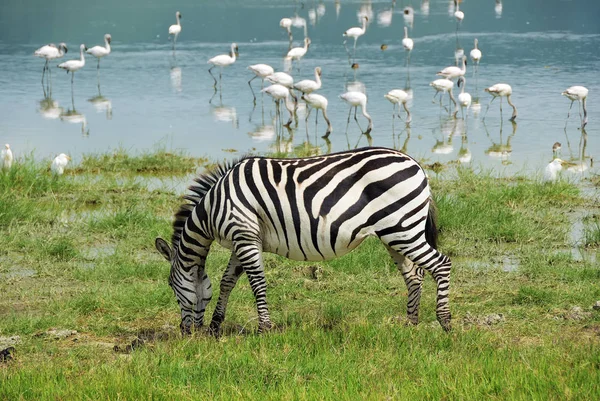 Зебра в заповеднике Нгоронгоро в Танзании — стоковое фото