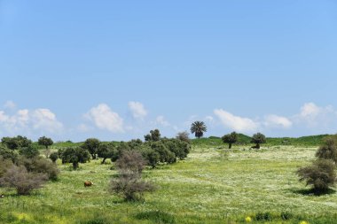 Galilee Scenery, Israil 