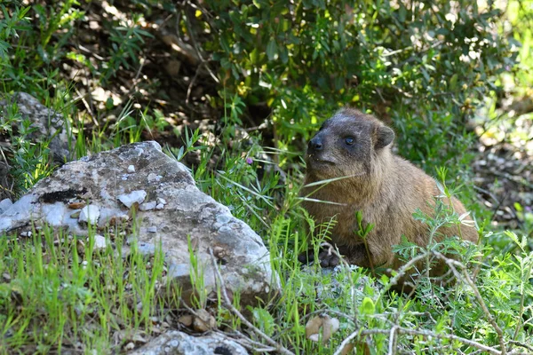 Daman ou Rock Hyrax — Fotografia de Stock