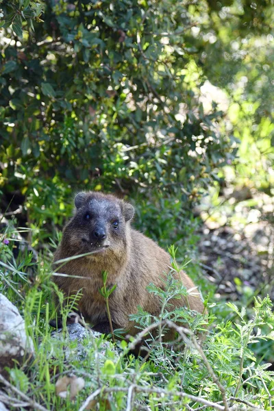 Daman of rots Hyrax — Stockfoto