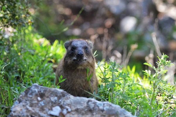 Daman of rots Hyrax — Stockfoto