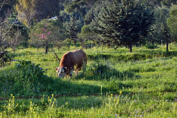 Golanhoogten, Israël — Stockfoto