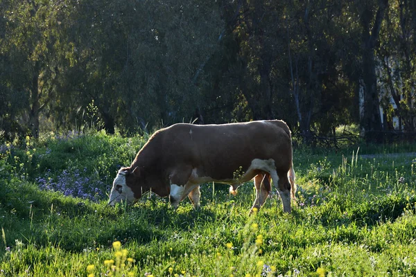 Bull. Golan Heights, Israël — Stockfoto