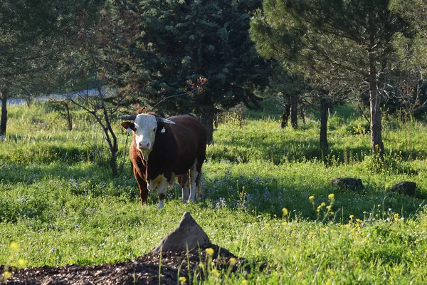 Bull. Golan Heights, Israël — Stockfoto