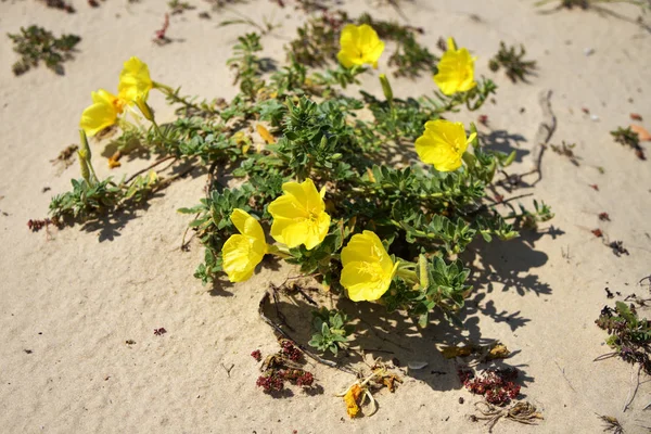 Roman aqueduct beach, evening primrose flower. Israel