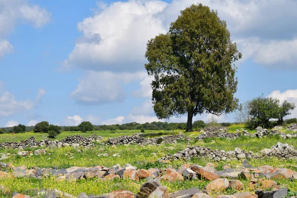 Campo de Golán Heights, Israel — Foto de Stock