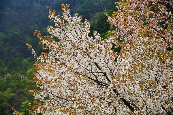 Sakura cherry blossoms. Diamond Mountain, North Korea