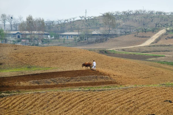 Noord-Korea. Platteland — Stockfoto
