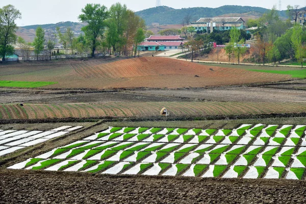 Noord-Korea. Platteland — Stockfoto