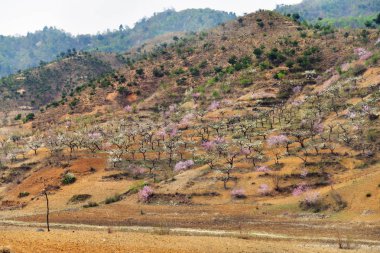 Kuzey Kore. Kırsal manzara