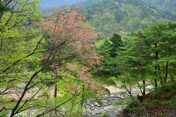 Северная Корея. Деревенский пейзаж — стоковое фото