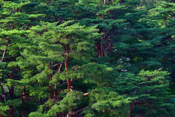 North Korean nature. Forest — Stock Photo, Image