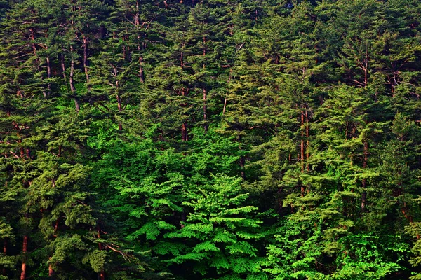 North Korean nature. Forest — Stock Photo, Image