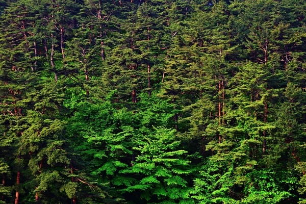 La nature nord-coréenne. Forêt — Photo